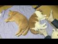 猛暑日、冷感マットを敷いたらこうなってました
