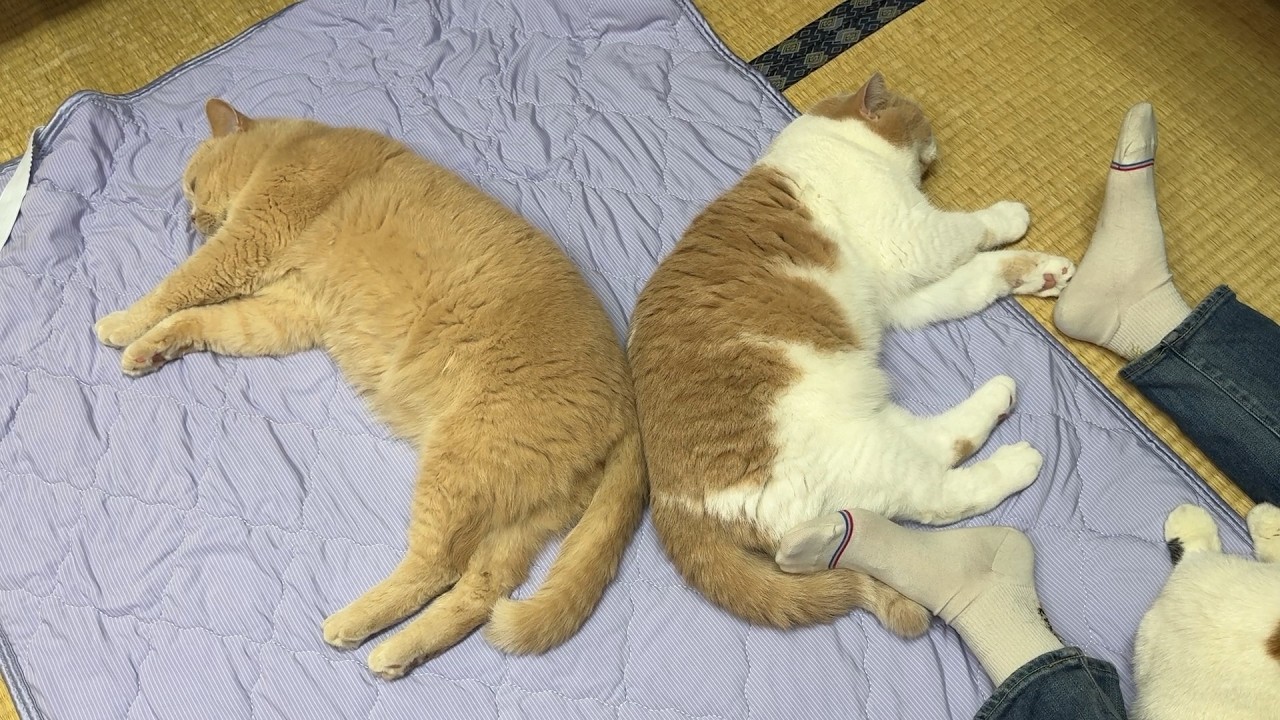 猛暑日、冷感マットを敷いたらこうなってました
