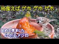 植木鉢でバードフィーダー（野鳥の餌台）カキ編～メジロ/ジョウビタキ/ヒヨドリ/スズメ