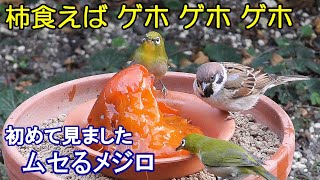 植木鉢でバードフィーダー野鳥の餌台カキ編メジロ/ジョウビタキ/ヒヨドリ/スズメ