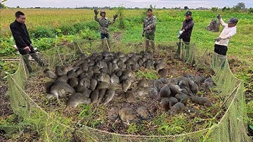 Cực Sốc Khi Tìm Được Ổ Chuột Khủng ...Quá Bất Ngờ Với Số Lượng Chuột Tại Đây