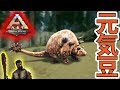 ARK　PS4版＃３８小さな暴れん坊ドエディクルス！Yロウのアークサバイバルエボルブド