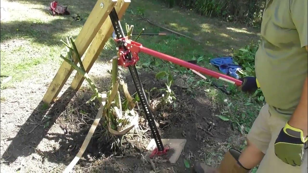 Using a Farm Jack to remove a mature shrub YouTube