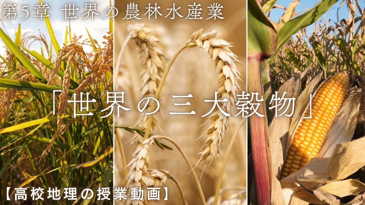 【高校地理】5-6. 世界の三大穀物（コメ、小麦、トウモロコシ） | 5. 世界の農林水産業【解説動画】