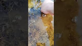 There are many skilled fishermen out  someone catch fish like this? #OutdoorFishCatching #RuralLife