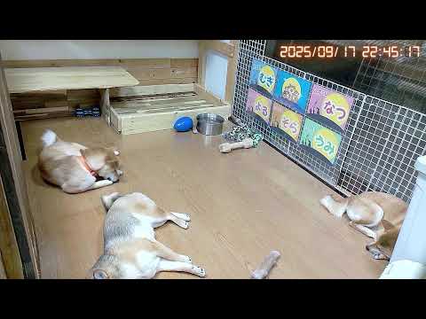 柴犬なつファミリー生配信【生後1歳+8日】みんな似てるね柴姉妹!