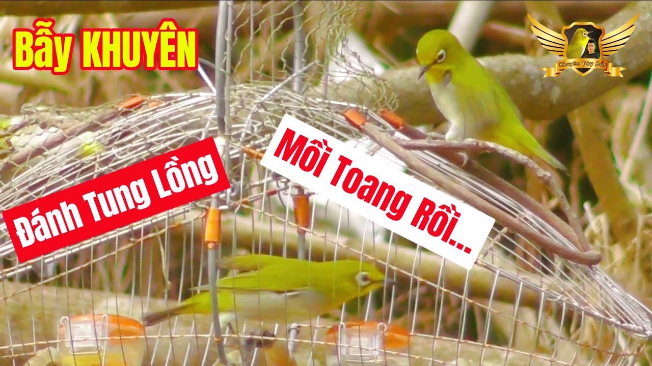 Ловушка для птиц Pleci Funny | KTB