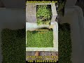 Dendrobium Officinale Slicer | High-Efficiency Herbal Cutting Machine for Distributors & Wholesalers