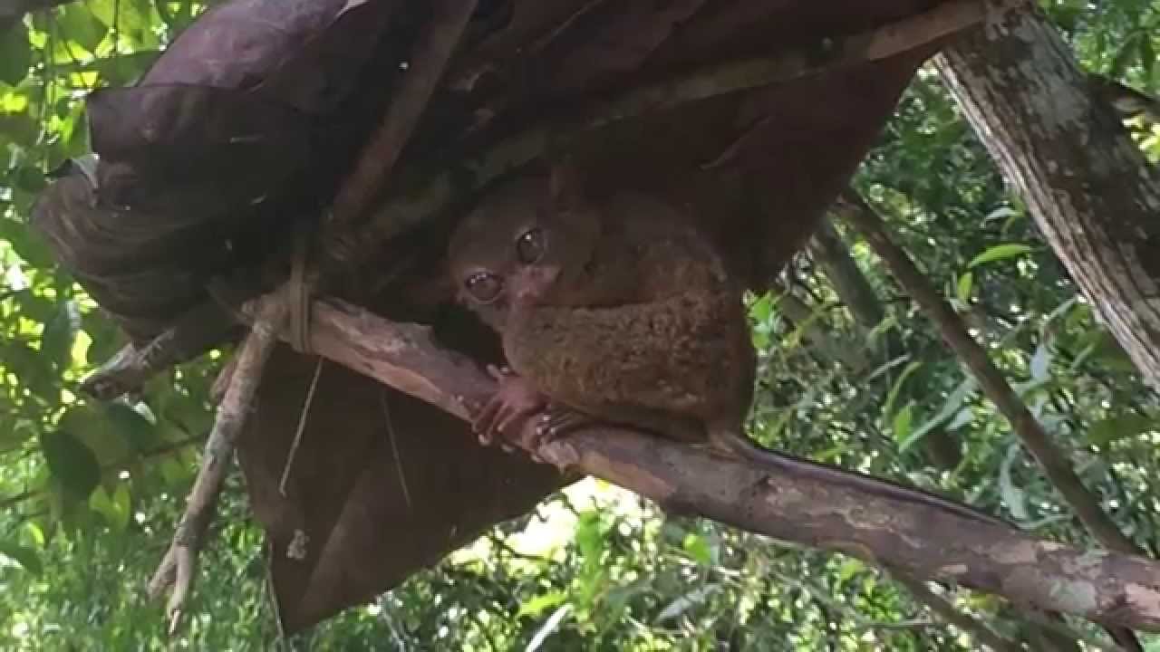 beautycon Tarsier Conservation Area Loboc Tour Bohol by HourPhilippines.com
