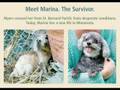 Trailer for PAWPRINTS OF KATRINA