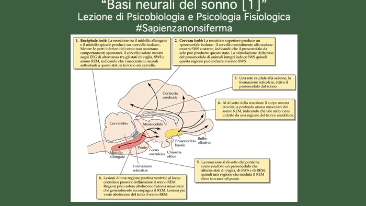 "Basi neurali del sonno [1]" Lezione di Psicobiologia e Psicologia