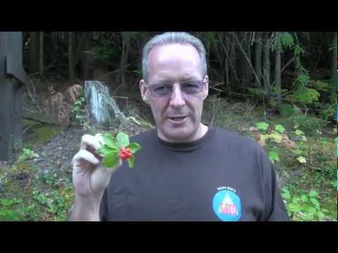 Video: Bunchberry Kornoelje Planten - Hoe Bosbessen Bodembedekker te Kweken
