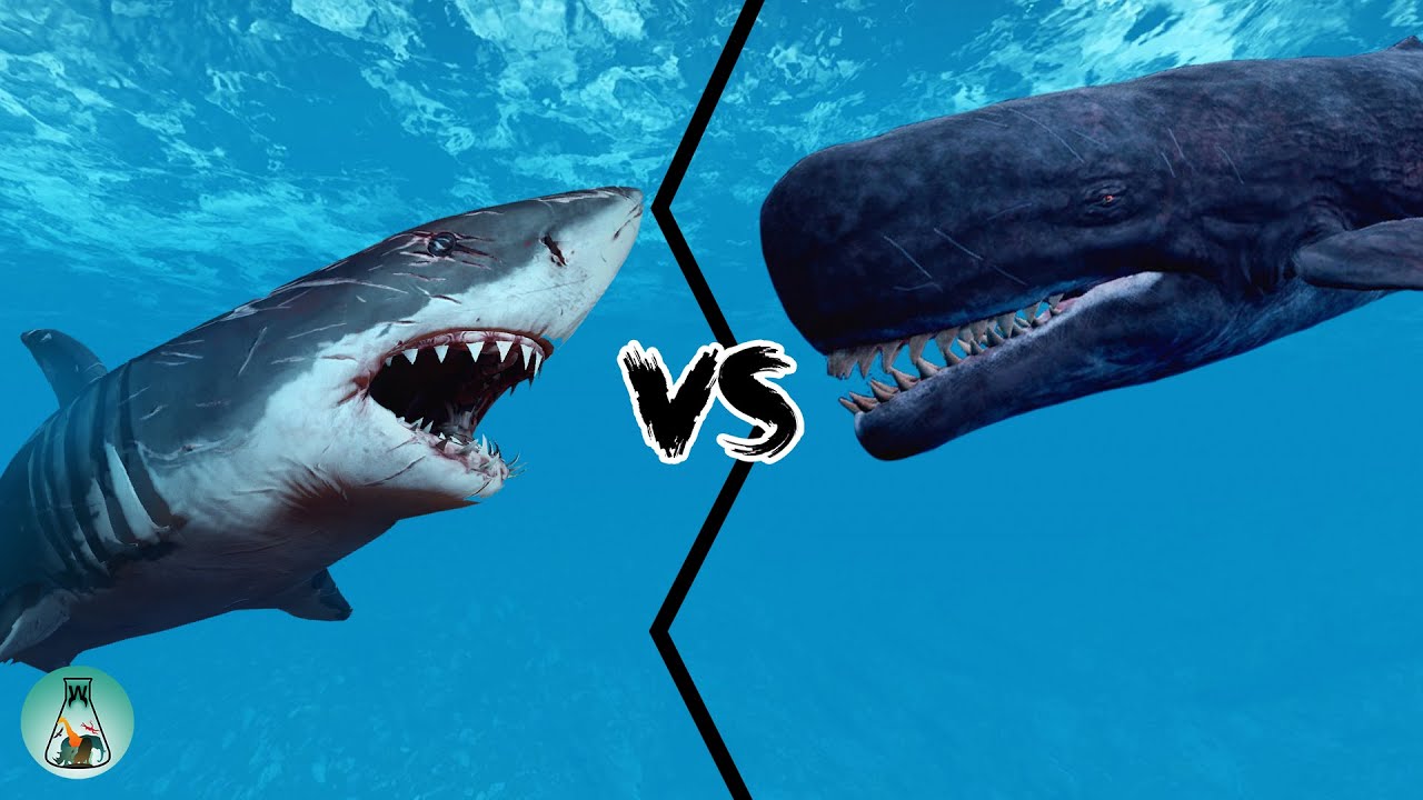 Megalodon Vs Livyatan Who Would Win Between This Two Legendary Creatures Youtube