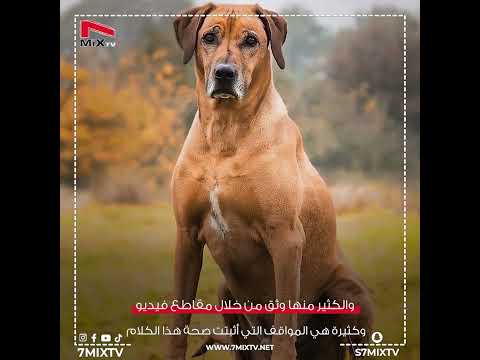 كلب نبيل يقدم مساعدات مختلفة لرجل مقعد ذوي الهمم كلاب 7