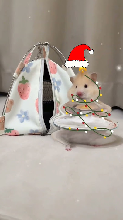 hey!#marrychristmas #hamster #hams #hamstersoftiktok #hamsters #tiktok