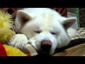 【秋田犬げんき】自分のいびきで目を覚ます【akita dog】