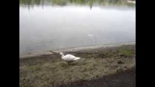 Ducks on lake Zagorka in Stara Zagora (1)