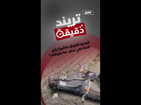 فيديو لنفوق ماشية يثير ضجة في مصر