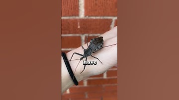 This insect is an ASSASSIN! 😱