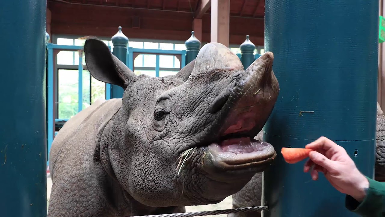 Greater One-Horned Rhinoceros: Animal Spotlight with Keeper Chad - Greater One-Horned Rhinoceros: Animal Spotlight with Keeper Chad