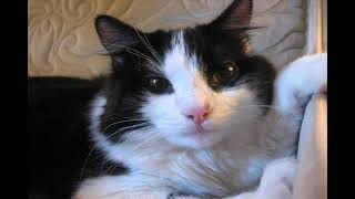 Remembering MOE the CAT | Tribute video