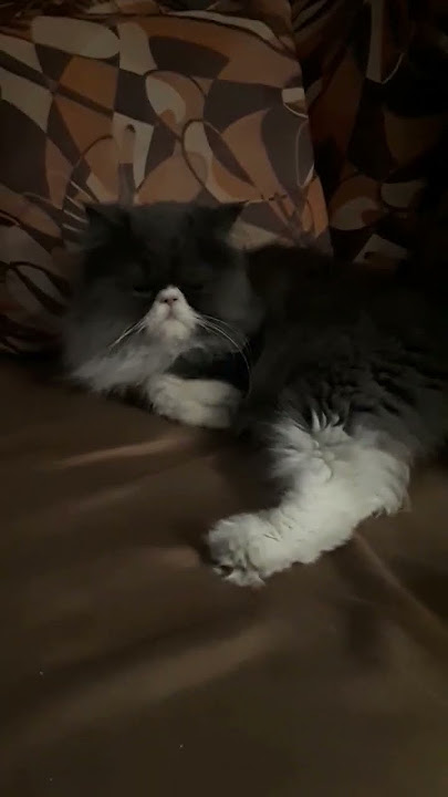 Mr. coby lovely son#shortsvideo #shortsfeed #persiancat