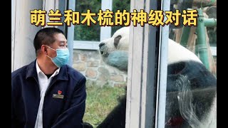 萌兰和碎嘴又抠门的木梳神级对话，这爷俩唠嗑好像说相声，太逗了！#panda #熊猫 #萌兰
