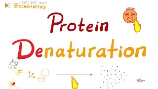 Denaturation of Proteins | Biochemistry