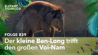 Der Besuch des großen Bullen (Folge 839) | Elefant, Tiger & Co. | MDR