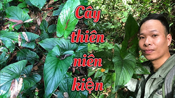 Cây thiên niên kiện bạn có biết- vừa trồng kiểng lá đẹp lại hỗ trợ điều trị các bệnh về xương khớp