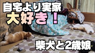 年に１度しか帰宅しない実家なのに…くつろぎ方が慣れすぎな柴犬たち