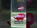 Jaw-Dropping Betta Fish Face Off Awaits!