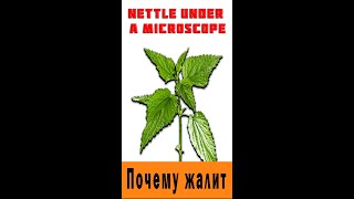 Крапива под микроскопом / Nettle under a microscope #shorts