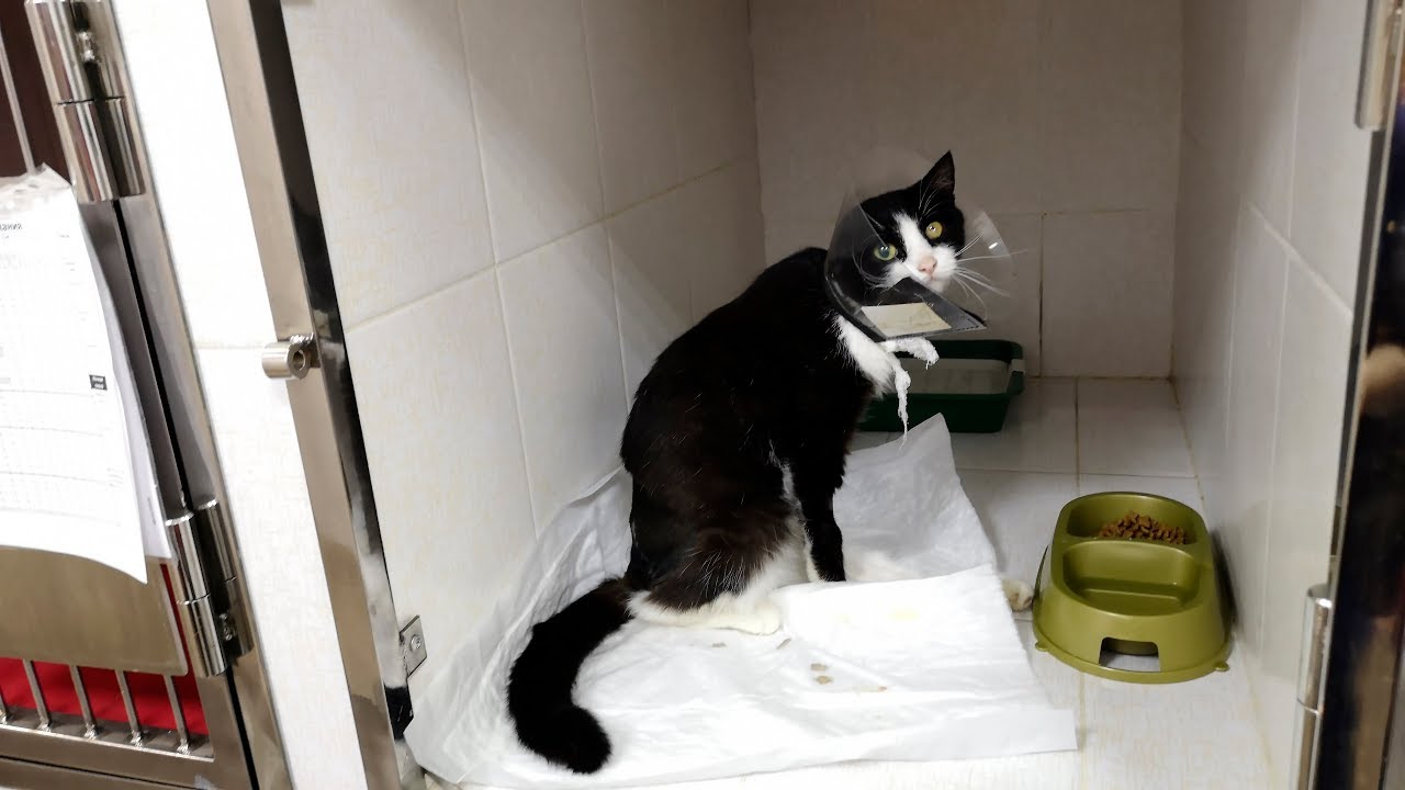 Кошка которая попала в аварию. Кошка которая выжила после аварии. Спасение бездомных животных приют Дари добро НСК.