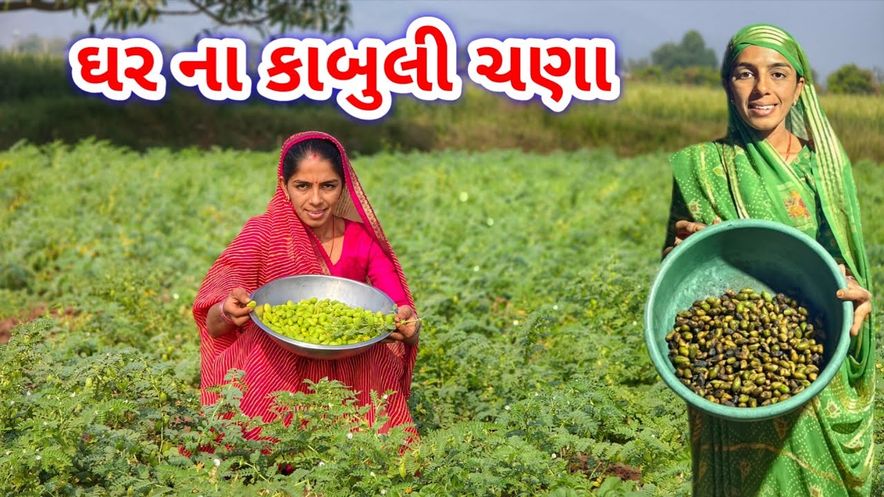 પેલા શેકેલા ચણા || કાબુલી ચણા || JSK Life 1306