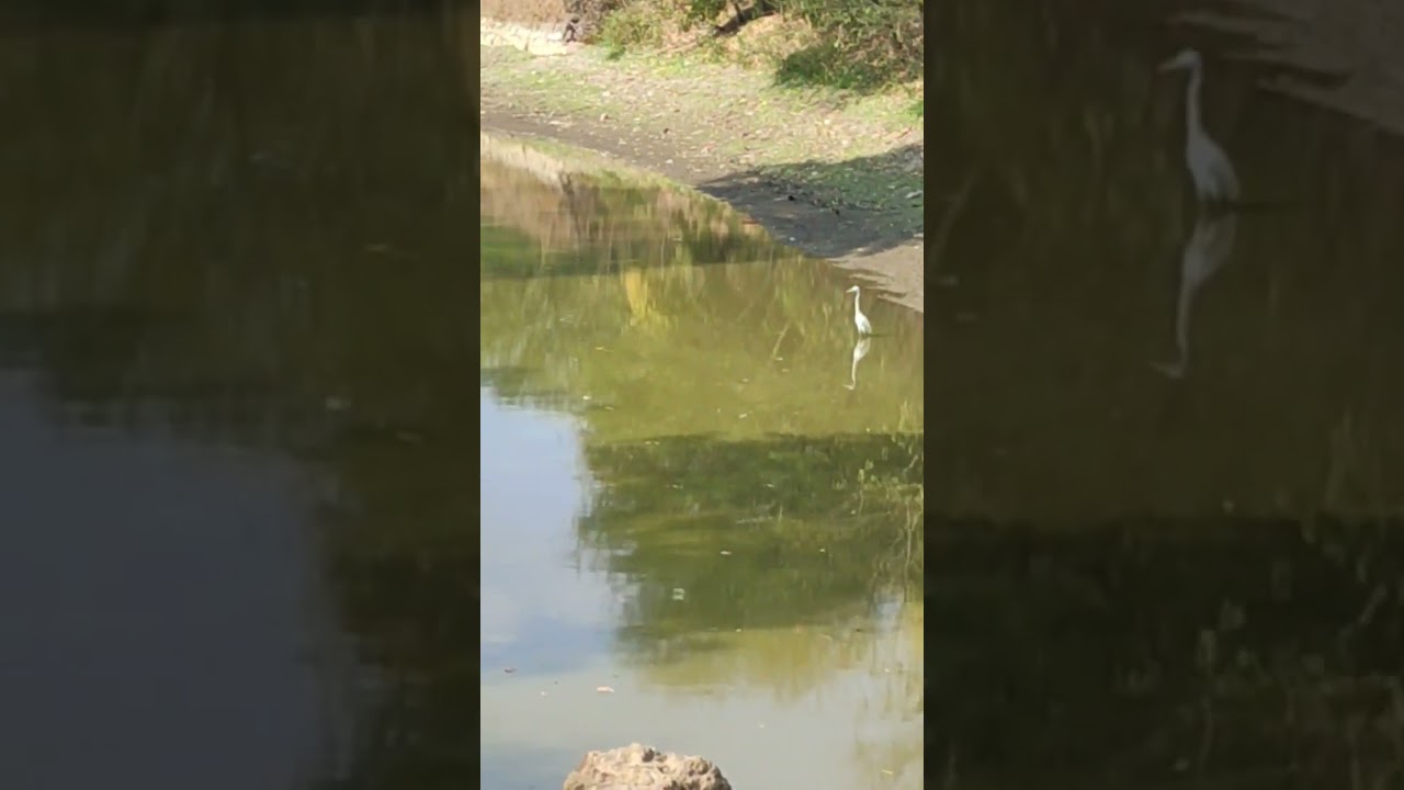 Intermediate Egret standing still in water