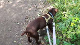 Fern And Jodie, Cute Patterdale Terriers In The Woods