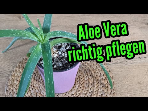 Video: Einen Ficus-Baum in einen neuen Topf verschieben – wikiHow