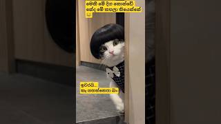 අපරාදේ කරන් තියෙන දෙයක්😂 #funnyshorts #funny #comedy #cat #cute #animals #fyp #viralshort