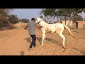 Marwari horse dance horse training of dance first step part 1 lll