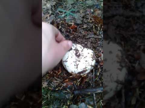 Videó: Russula család. tejsavas gomba