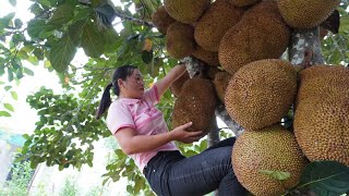 Harvesting jackfruit goes to the market to sell - Harrowing the land and planting rice - Farm Life