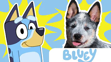 ¿Qué clase de perro es Trixie en Bluey?