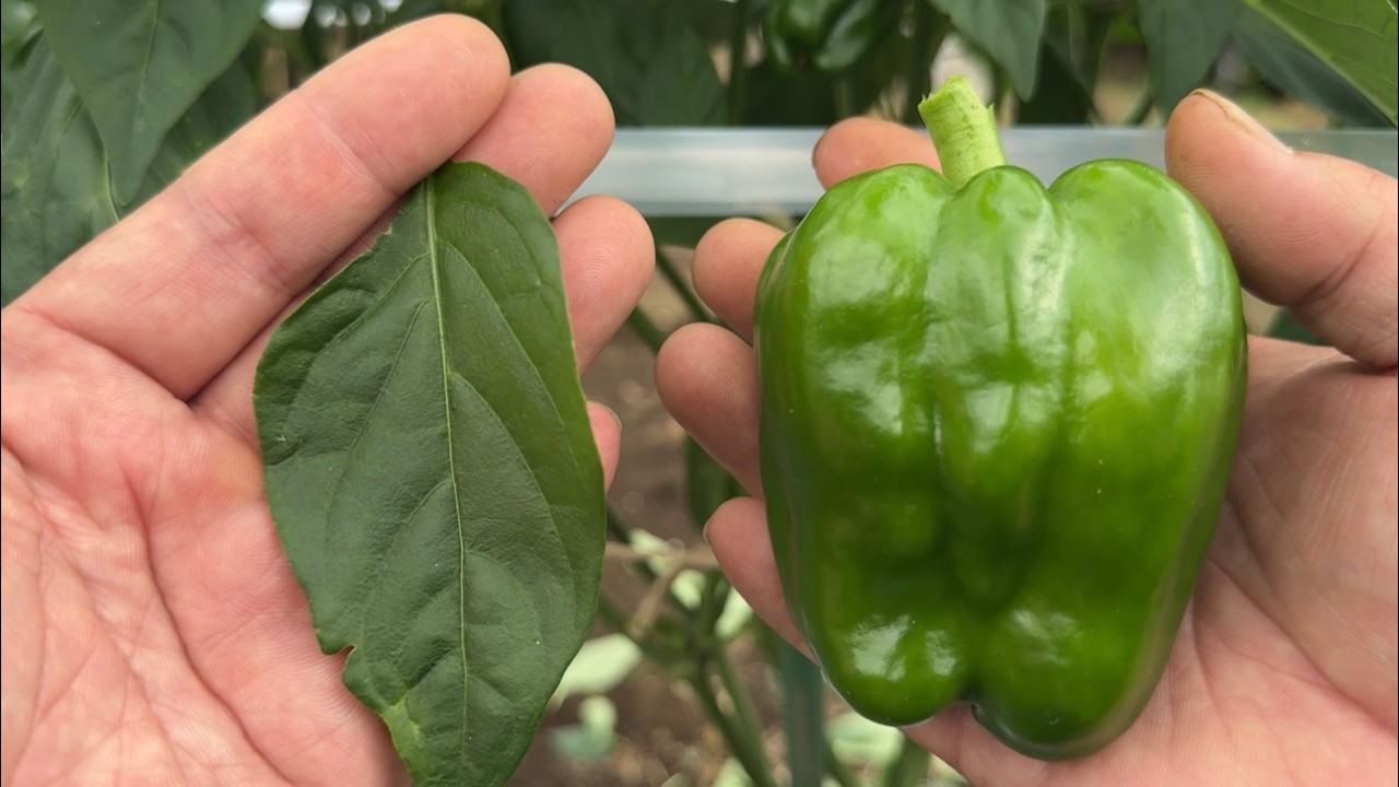 The peppers have grown leaves! Do you eat them or throw them away