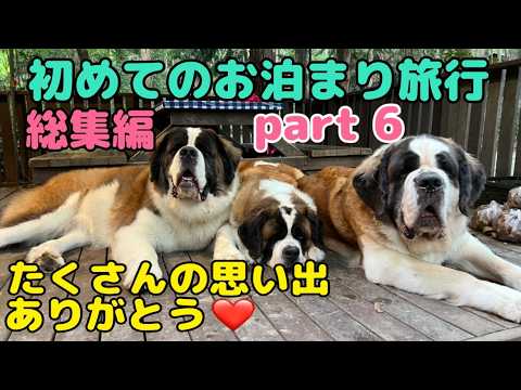 【セントバーナード】初めての一泊旅行part6【総集編】帰りに井頭公園で1時間30分お散歩をして帰ってきました。