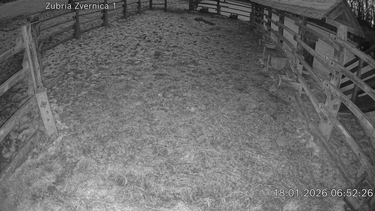 Zubria zvernica (cam212) 18.01.2026 o 