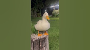พาน้องเที่ยวราตรี หลงแสงสีเสียงไปแล้วตอนนี้ #duck #callduck #funny #pets #shorts