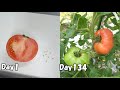 スーパーで買った大玉トマトの種を取って育てる  /  How to grow tomatoes from store bought tomatoes