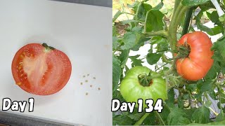 スーパーで買った大玉トマトの種を取って植えてみると…  /  How to grow tomatoes from store bought tomatoes