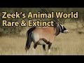 Rare &amp; Extinct: Tapirs, Bison, Oryx and More! - Zeek&#39;s Animal World